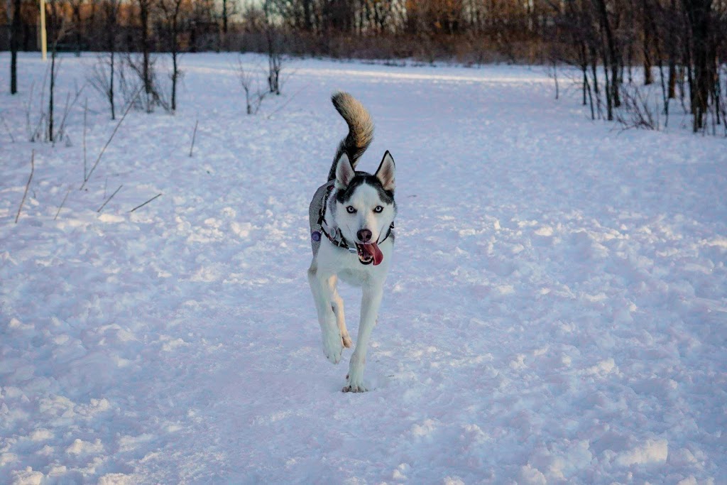 Rockland Dog Park | Poupart Rd, Clarence-Rockland, ON K0A 1N0, Canada | Phone: (613) 446-6022