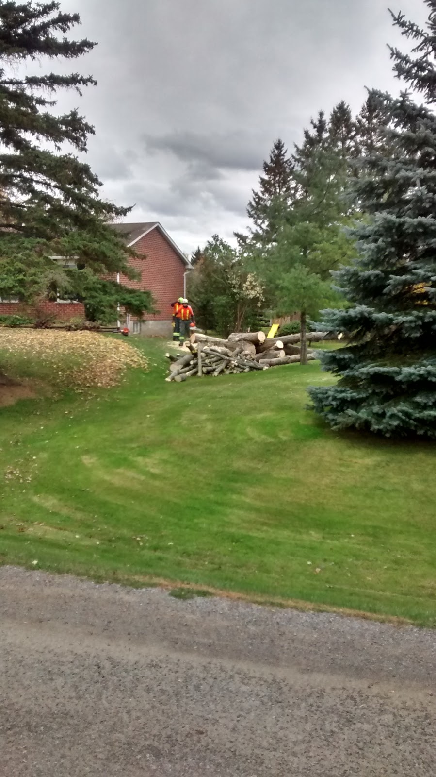 REDWAL Tree Service | 44 Riverview Dr, Omemee, ON K0L 2W0, Canada | Phone: (705) 768-2855