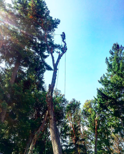 Viking Tree Care Ltd. | 223 Fourth Ave W, Qualicum Beach, BC V9K 1S3, Canada | Phone: (250) 882-5513