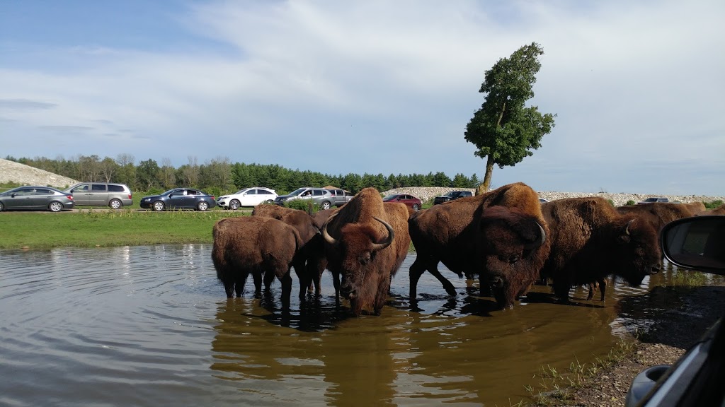 African Lion Safari | 1386 Cooper Rd, Cambridge, ON N1R 5S2, Canada | Phone: (519) 623-2620