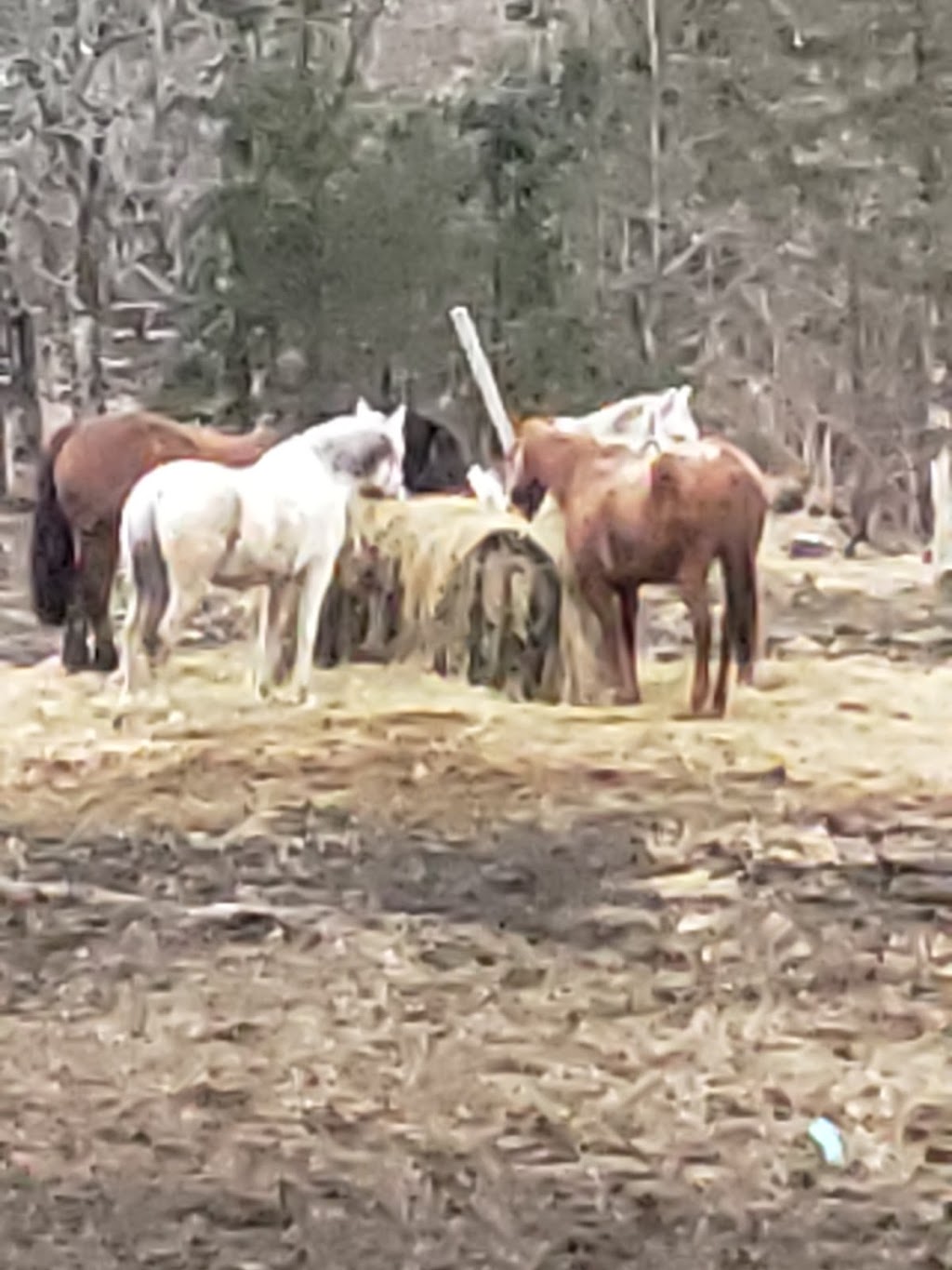 Rocky Hollow Ranch | 3237 Beaver Bank Rd, Mount Uniacke, NS B0N 1Z0, Canada | Phone: (902) 869-5825