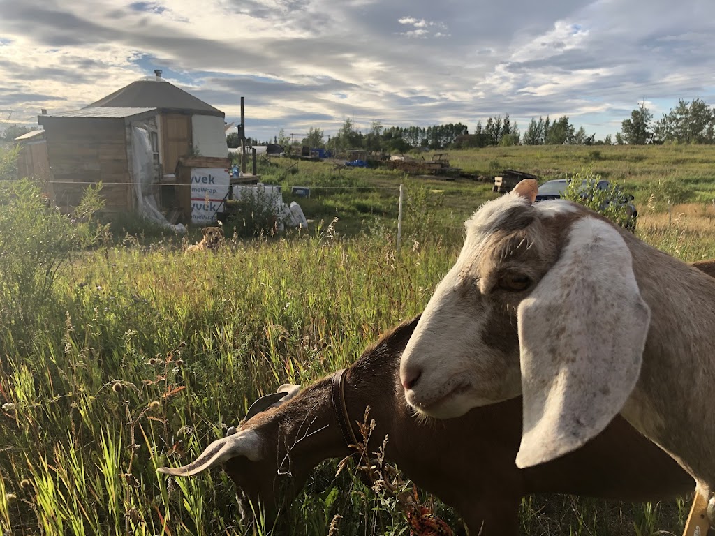 Coconut Grove Urban Farmstead | 53215 RR 272, Spruce Grove, AB T7X 3M6, Canada | Phone: (306) 999-0400