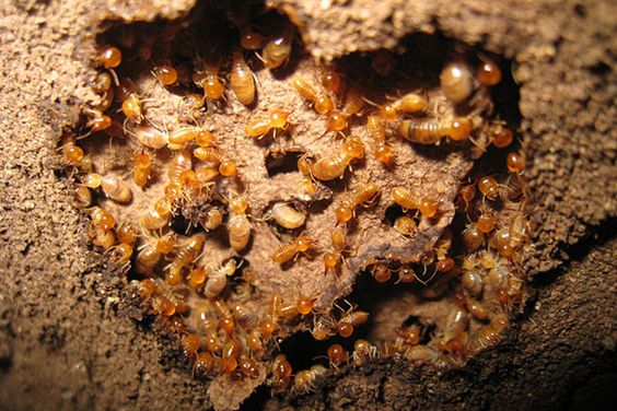 Essen Pest Control Vancouver | Pest Exterminators | 6515 128a St, Surrey, BC V3W 9P4, Canada | Phone: (416) 817-7378