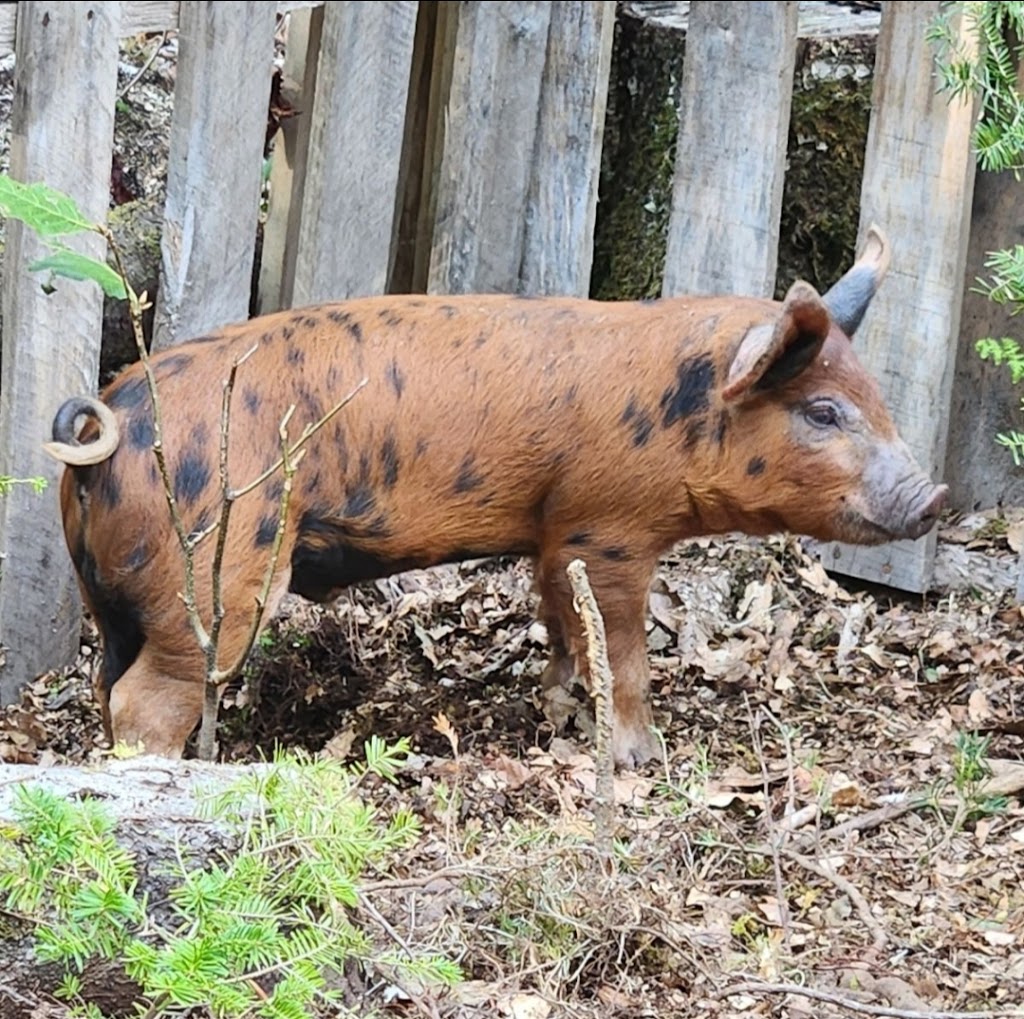 Burns Family Farm | 41 French Rd, Plympton, NS B0W 2R0, Canada | Phone: (902) 308-2644