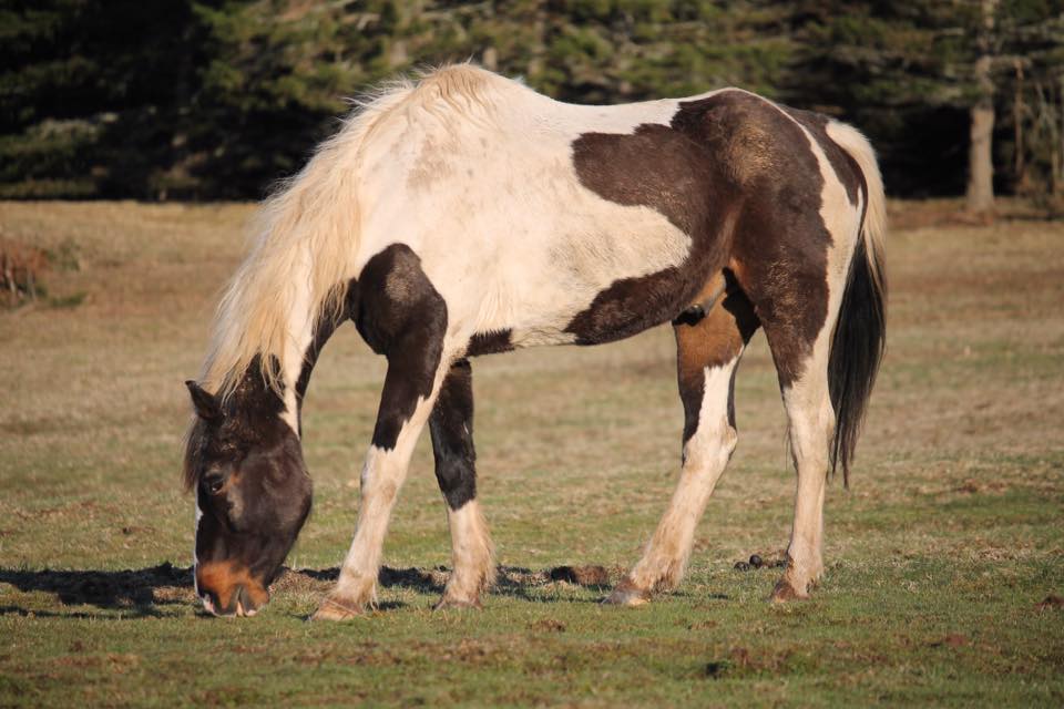 Equine Solace | 3925 E River West Side Rd, Eureka, NS B0K 1B0, Canada | Phone: (902) 923-2008