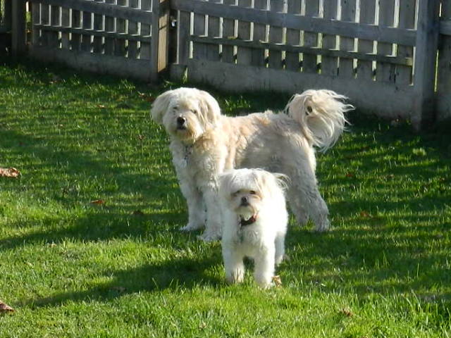 Misty Meadows Boarding Kennel | 16214 County Rd 18, Lunenburg, ON K0C 1R0, Canada | Phone: (613) 534-3986