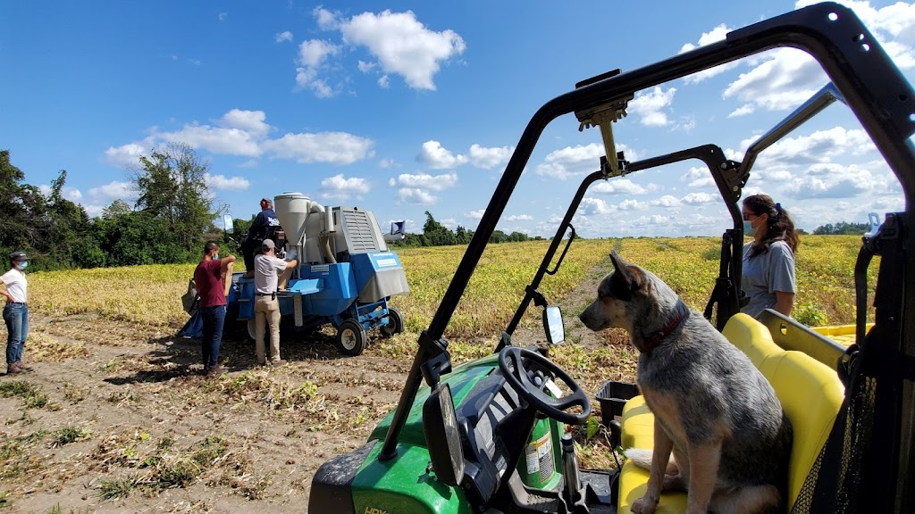 Pulse Breeding and Genetics Laboratory | Raymond Building, 21111 Rue Lakeshore, Sainte-Anne-de-Bellevue, QC H9X 3V9, Canada | Phone: (514) 398-7856