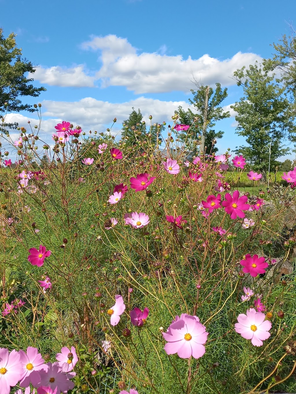 Hagersville Chobo Korean Farm | 220 Duxbury Rd, Hagersville, ON N0A 1H0, Canada | Phone: (647) 984-1728