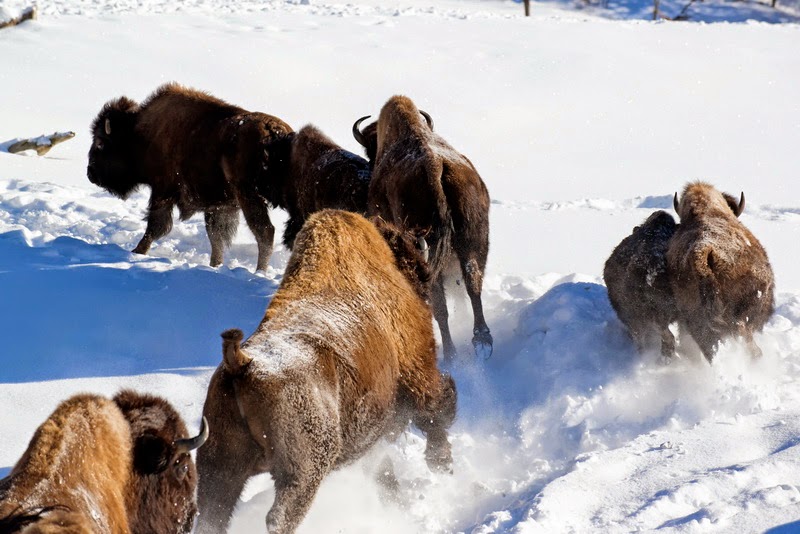 Centre d’activités nature Kanatha-Aki Traîneau à Chiens Équitati | 11 Chemin du Lac de lOrignal, Val-des-Lacs, QC J0T 2P0, Canada | Phone: (819) 321-1890