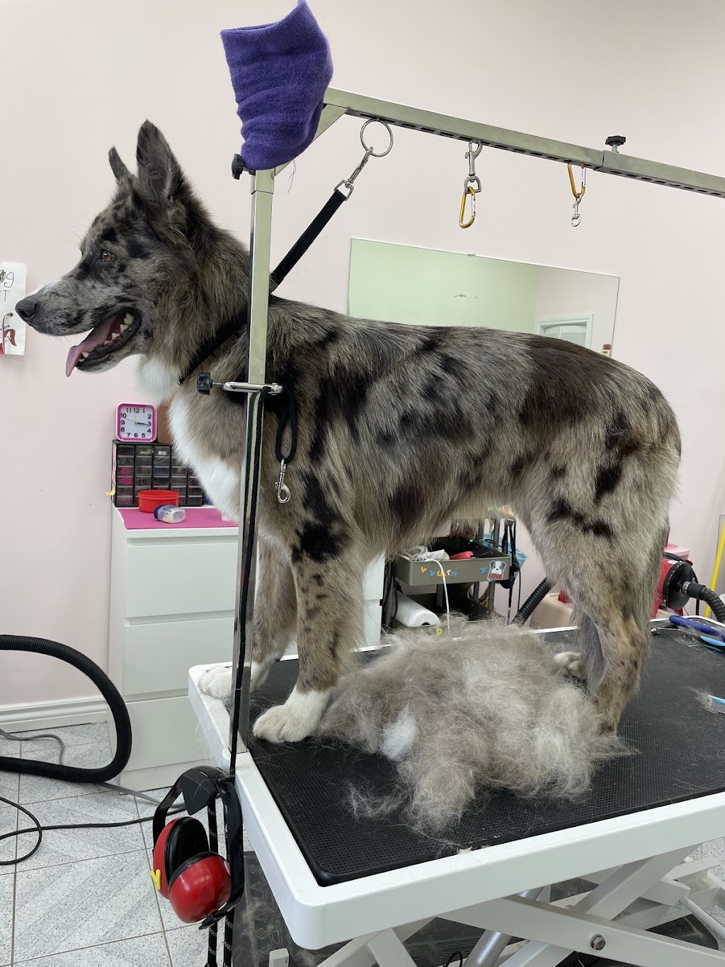 On Dog Dog Pet Grooming | 555 Rossland Rd E, Oshawa, ON L1K 1K8, Canada | Phone: (905) 576-8918