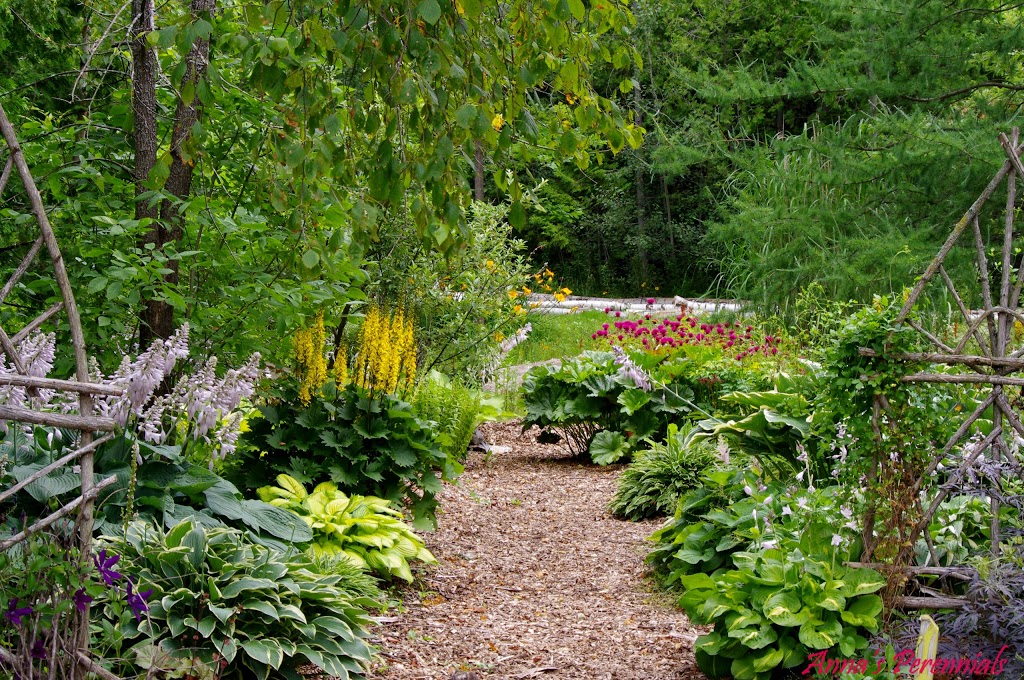 Annas Perennials | 63 Shoreview Road, Lindsay, ON K9V 4R5, Canada | Phone: (705) 799-0062