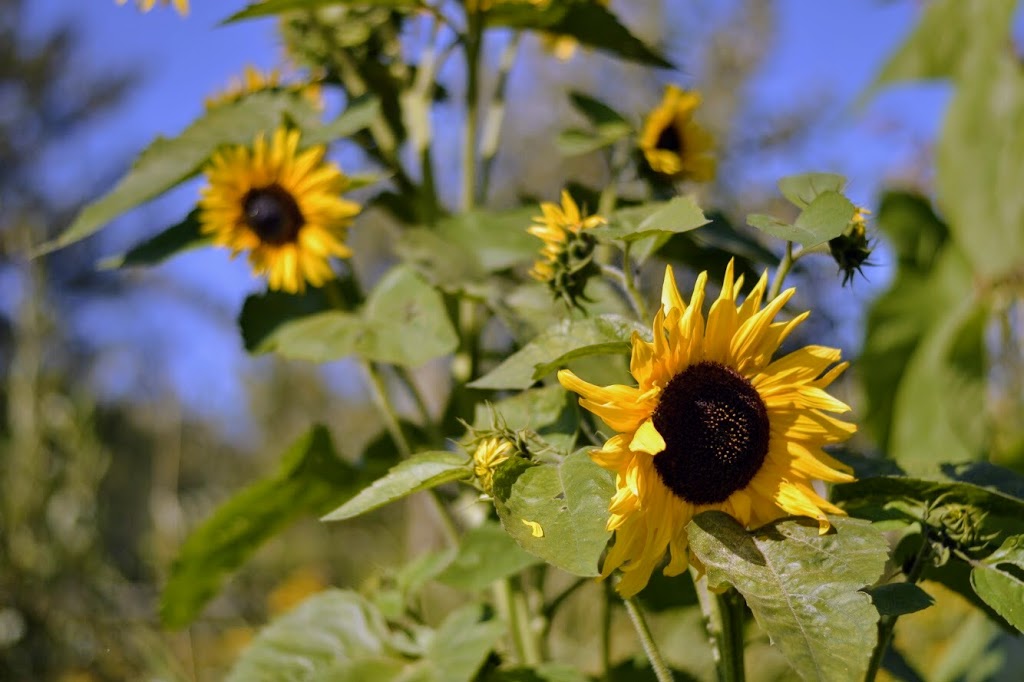 Runaway Creek Farm | 5 Chemin Thomson E, Arundel, QC J0T 1A0, Canada | Phone: (819) 687-3884