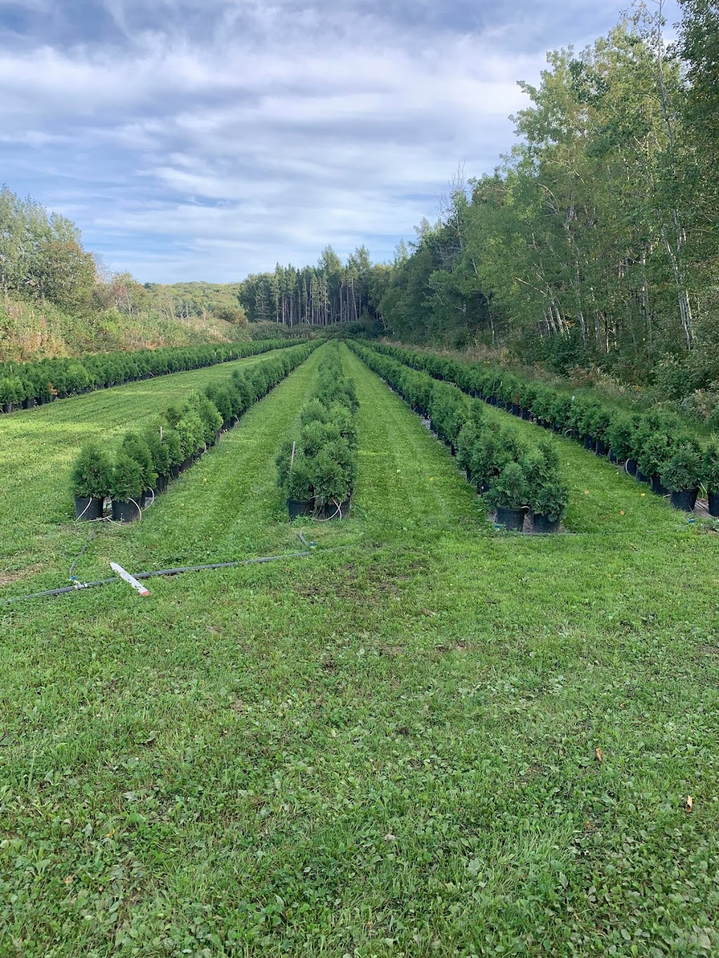 Ferme Sigamel Inc. Production de cèdres cultivés en pot | 152 QC-291, Cacouna, QC G0L 1G0, Canada | Phone: (418) 860-5640