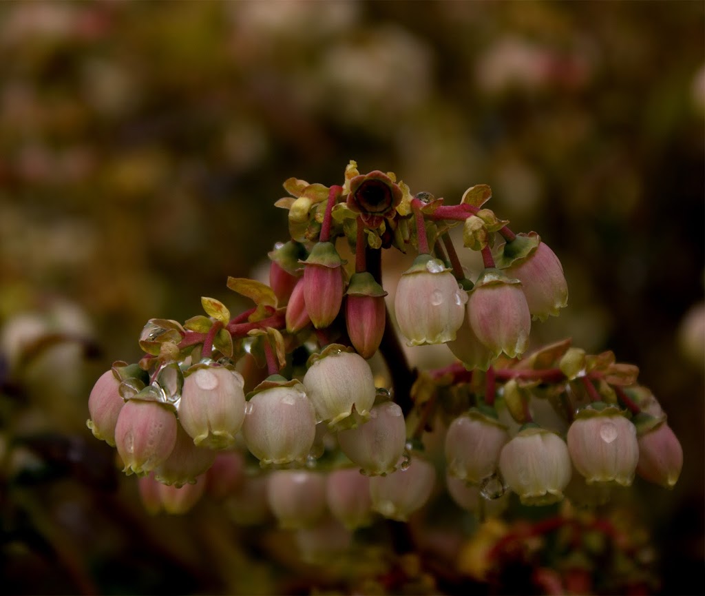 LeeBerry Farms | 6988 Ladner Trunk Rd, Delta, BC V4K 3N3, Canada | Phone: (604) 688-8999