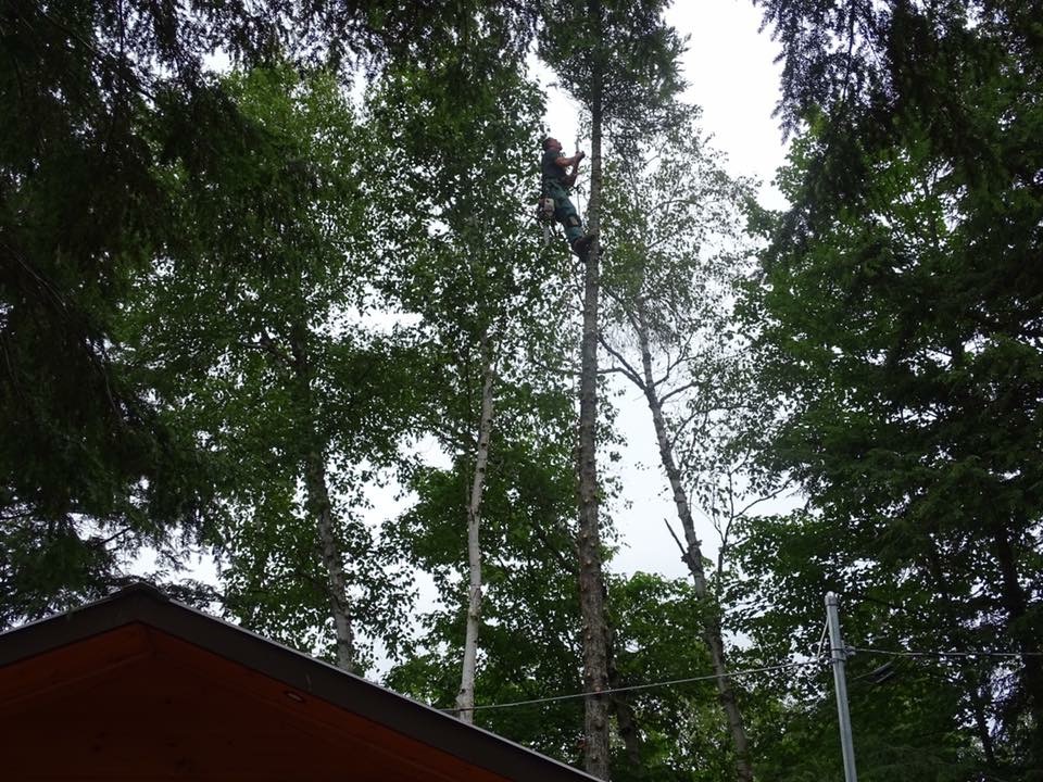 Hardy’s Tree Service | 22509 McCowan Rd, Mount Albert, ON L0G 1M0, Canada | Phone: (905) 251-1195