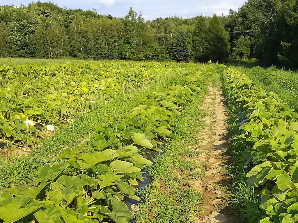 Les jardins du Petit tremble | 1830 Rue du Rivage, Saint-Antoine-sur-Richelieu, QC J0L 1R0, Canada | Phone: (450) 787-3916