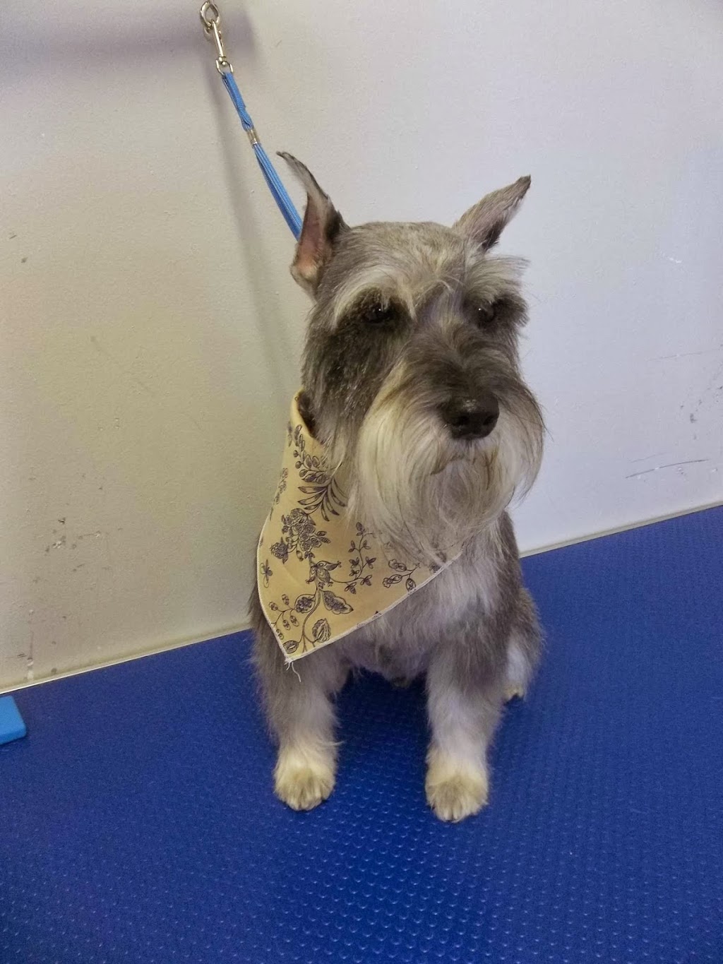 Austin Dog Grooming | 2662 Austin Ave #14, Coquitlam, BC V3K 6C4, Canada | Phone: (604) 345-5799