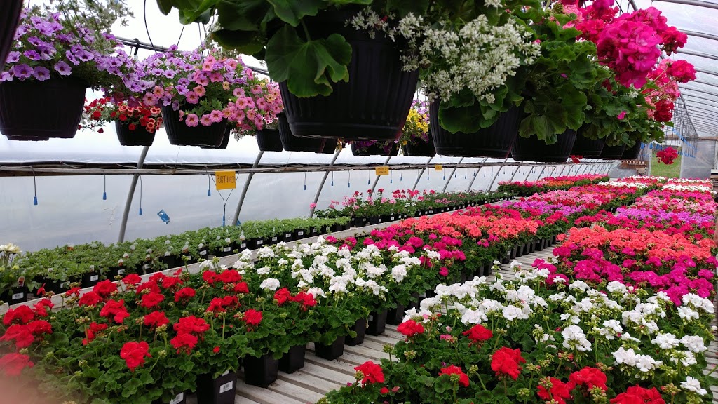 Roys Flower Palace - Seasonal greenhouse | 2726 Ottawa Regional Rd 11, Nepean, ON K2J 4S2, Canada