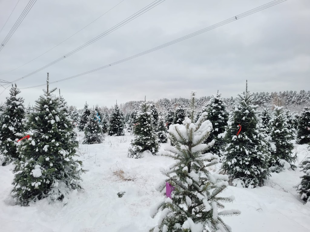 Sapinière St-Jean (sapins de Noël) | 1155 Rue Pierre-Beaumont, Saint-Jean-Chrysostome, QC G6Z 1P1, Canada | Phone: (855) 434-3520