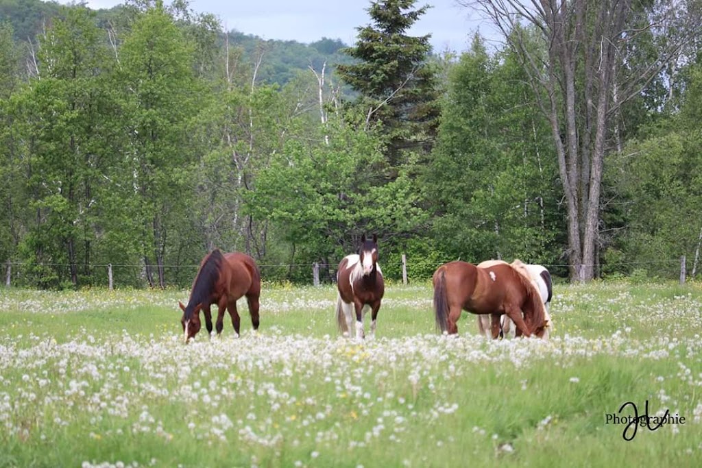 Ranch Pilon | 5300 25e Rue, Grand-Mère, QC G9T 5N5, Canada | Phone: (819) 913-8088