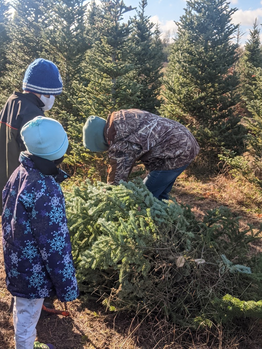 Fandango Christmas Tree Farm | 954208 7 Line EHS, Orangeville, ON L9W 6E9, Canada | Phone: (416) 970-5473