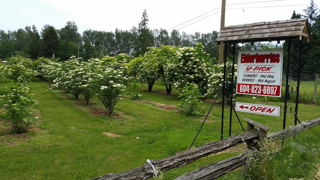 Yarrow Elderberry Farm | 44497 Vedder Mountain Rd, Chilliwack, BC V2R 4C4, Canada | Phone: (604) 823-6897