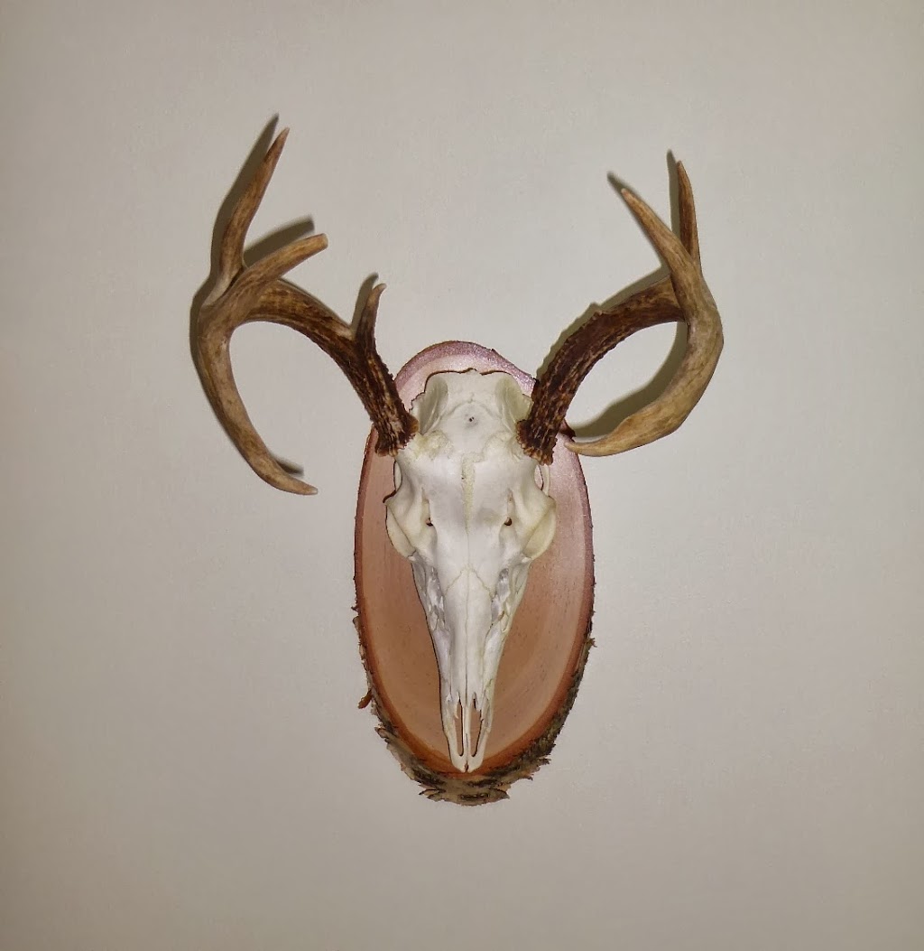 Taxidermie St-Georges (Taxidermiste) | 111 Rue Jessyka, Sainte-Sophie, QC J5J 2X1, Canada | Phone: (450) 822-3891