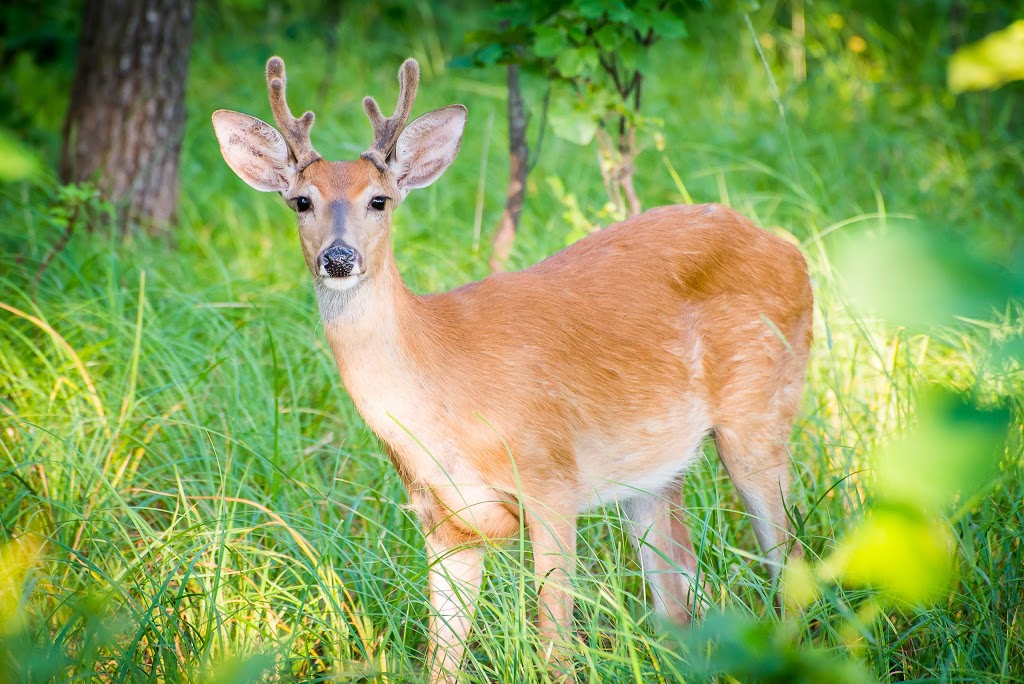 Bois-des-esprits | Winnipeg, MB, Canada