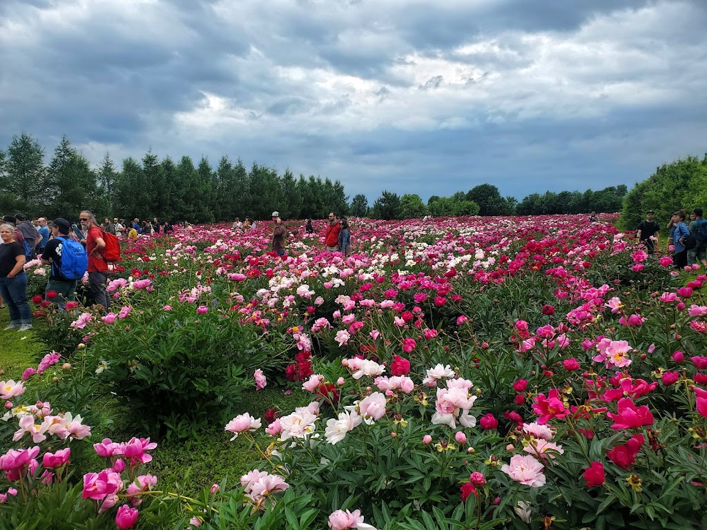 Les fleurs Maltais | 2094 Rang Sainte-Famille, Chicoutimi, QC G7H 7W5, Canada | Phone: (418) 290-6118