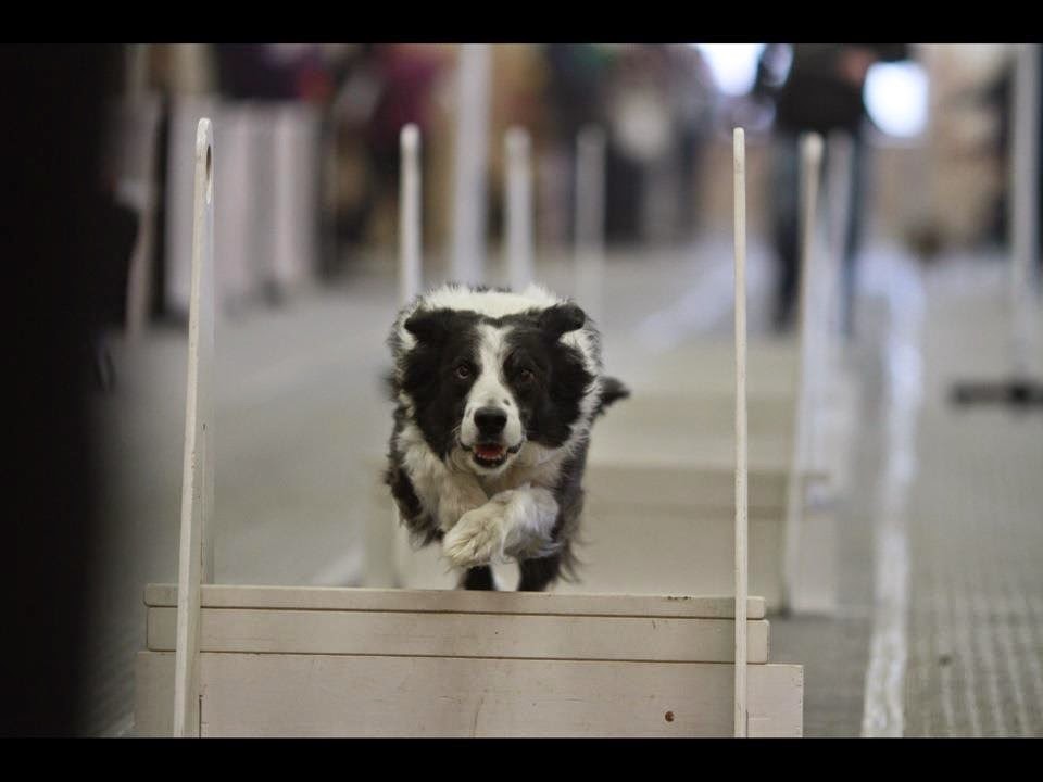 Jarvis Flyball Box | 2 Fuller Dr, Caledonia, ON N3W 2L3, Canada | Phone: (905) 730-8885