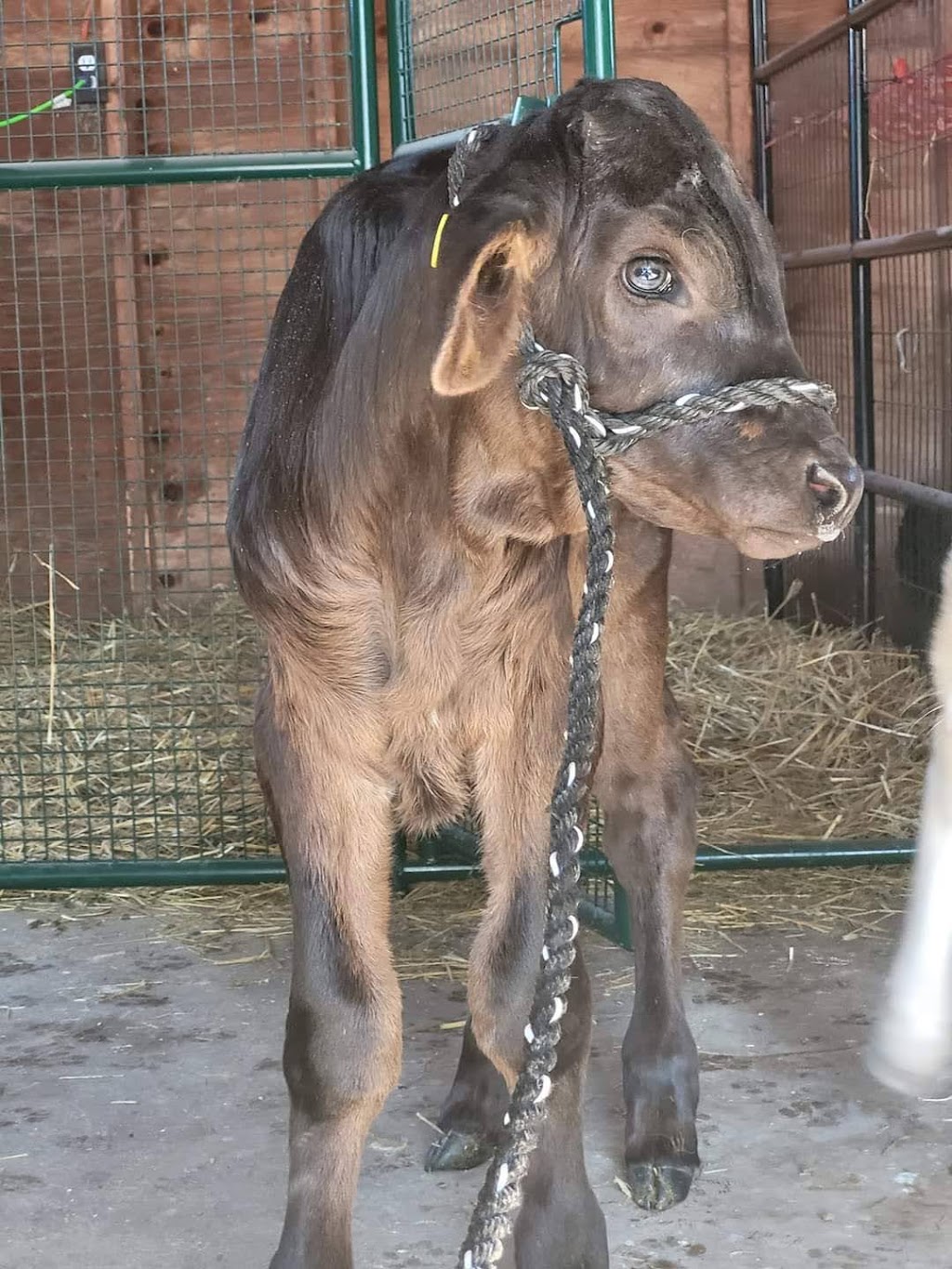 Mystical farms | Township Rd 440, Ponoka, AB T4J 1R2, Canada | Phone: (587) 729-0074