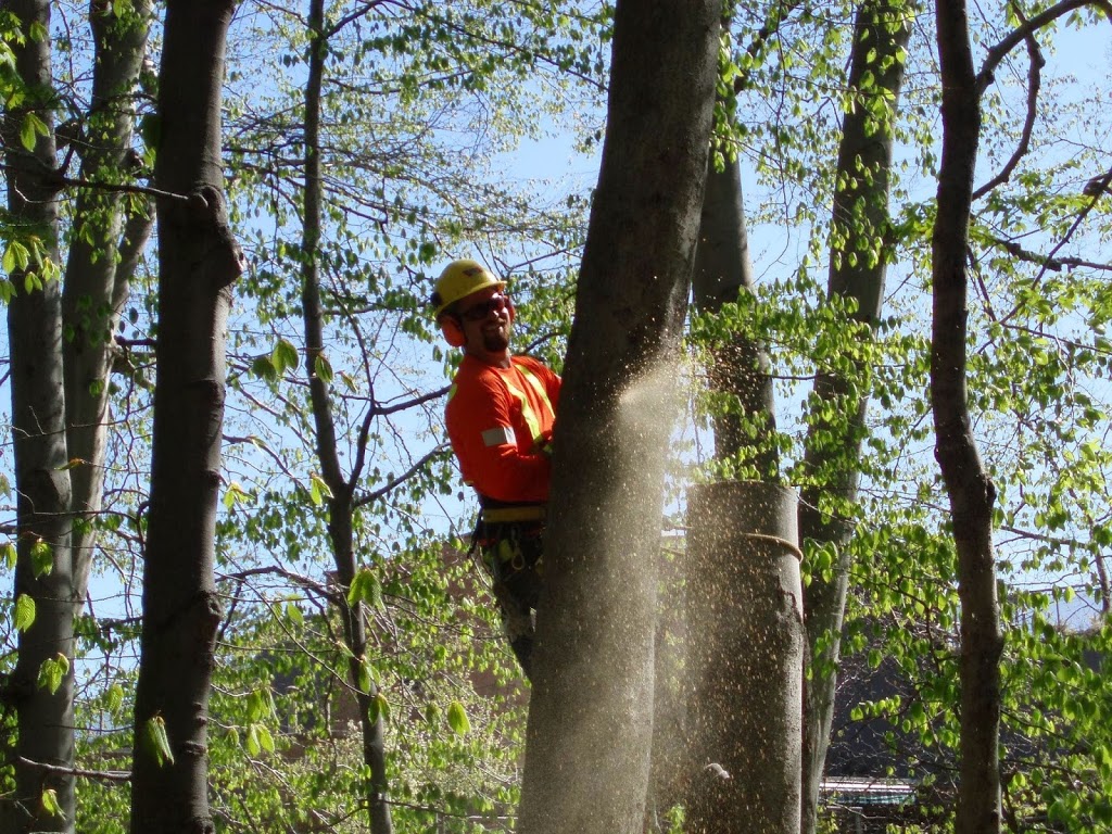 ACE Tree Care | 54 Plains Cir, Millbrook, ON L0A 1G0, Canada | Phone: (705) 944-5532