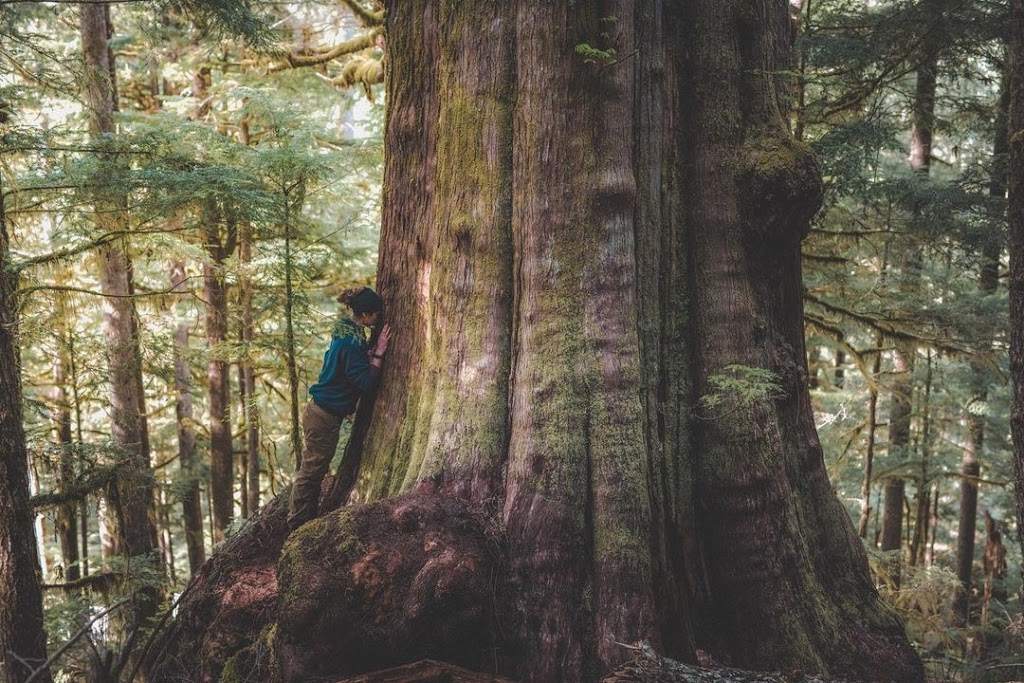 Fairy Creek Blockade HQ | Pacific Marine Rd, Port Renfrew, BC V0S 1K0, Canada | Phone: (250) 387-1715