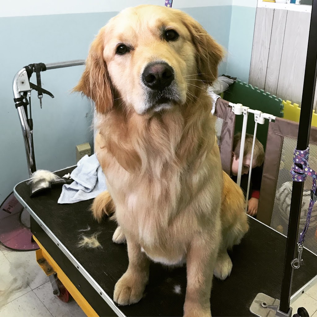 Bluffs Dog Grooming/Kristy’s Mutt Cutts | 2430 Kingston Rd, Scarborough, ON M1N 1V3, Canada | Phone: (416) 261-9855