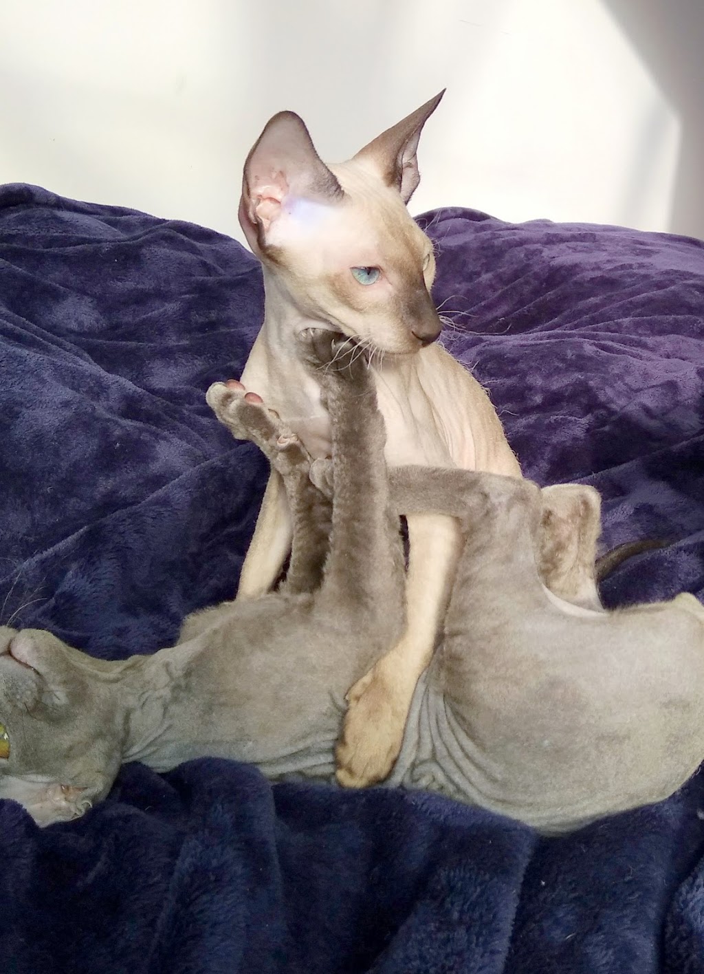 Romanov Cattery of Peterbald | 96 Rue des Érables, Sainte-Sabine, QC G0R 4H0, Canada | Phone: (418) 383-5586