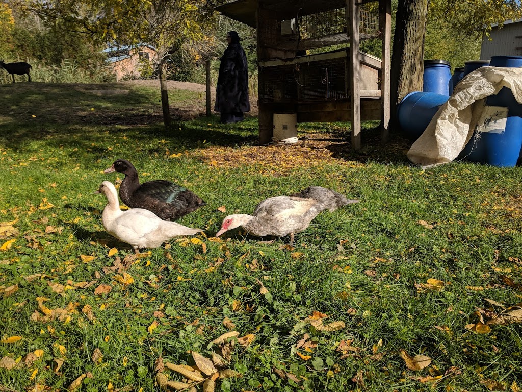 Ferme Mes petits caprices | 4395 Rang des Étangs, Saint-Jean-Baptiste, QC J0L 2B0, Canada | Phone: (450) 467-3991