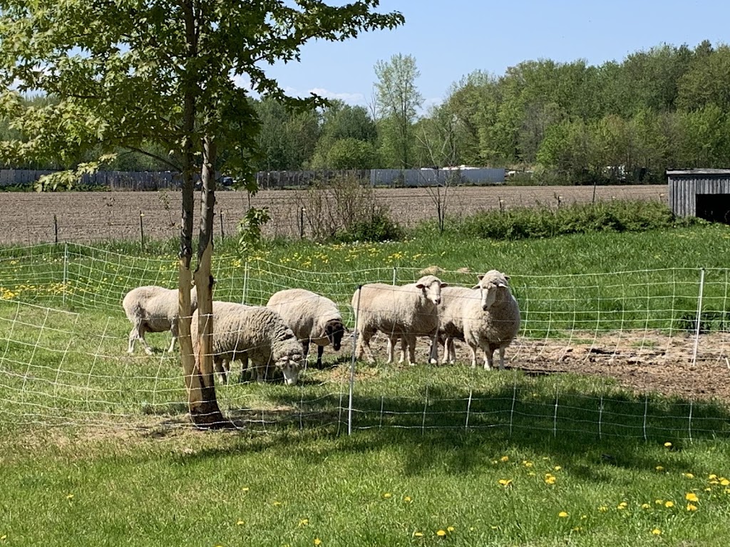 Ferme Bouffe-Or | 234 QC-133, Sabrevois, QC J0J 2G0, Canada | Phone: (450) 358-2788