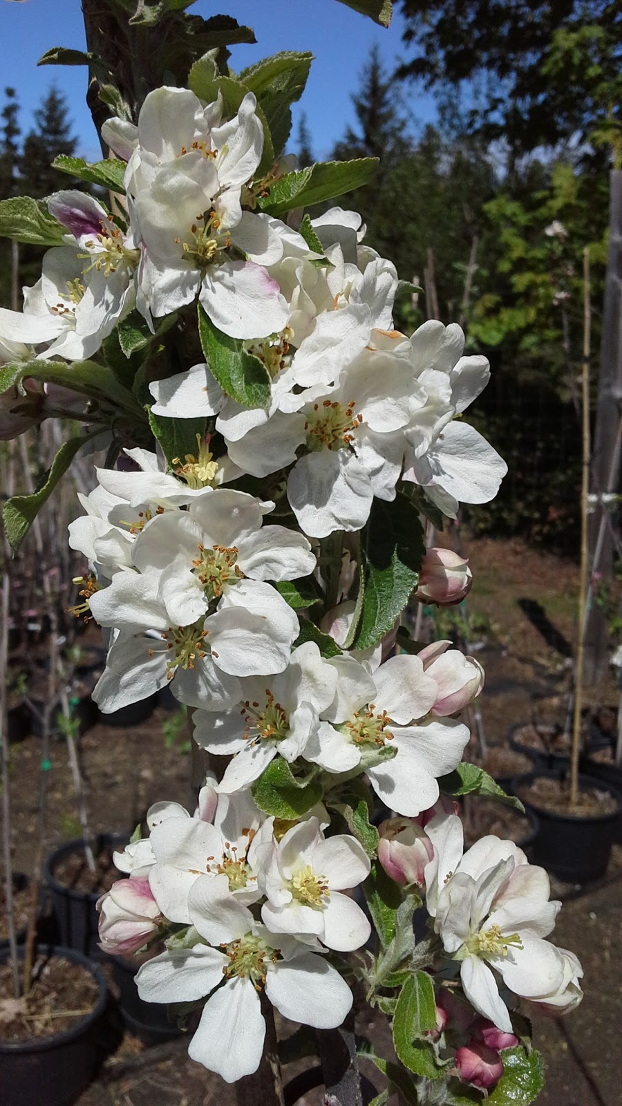 Ravenskill Orchards & Gabbies Premium Cider | 1240 Coats Dr, Gabriola, BC V0R 1X4, Canada | Phone: (250) 325-1111