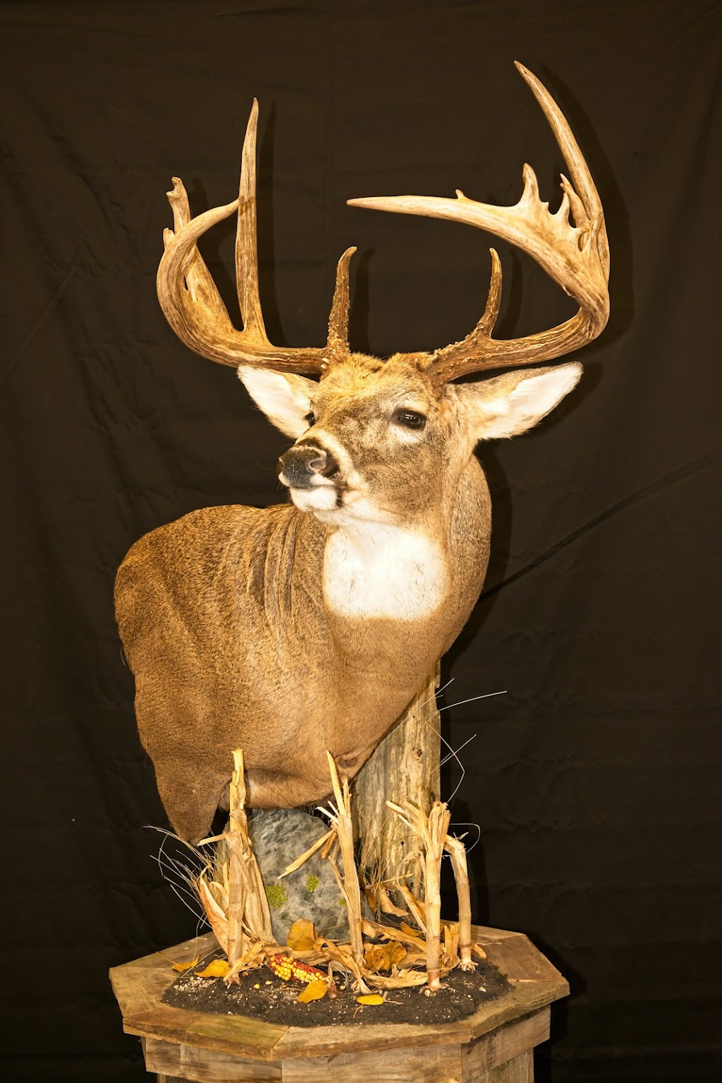 Dons Taxidermy | 37080 Rd 37 E, Steinbach, MB R5G 1L9, Canada | Phone: (204) 326-2641