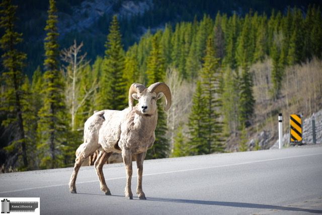 Kananaskis Country Campgrounds | Peter Lougheed Provincial Park - Kananaskis Country, Kananaskis, AB T0L 2H0, Canada | Phone: (403) 591-7226