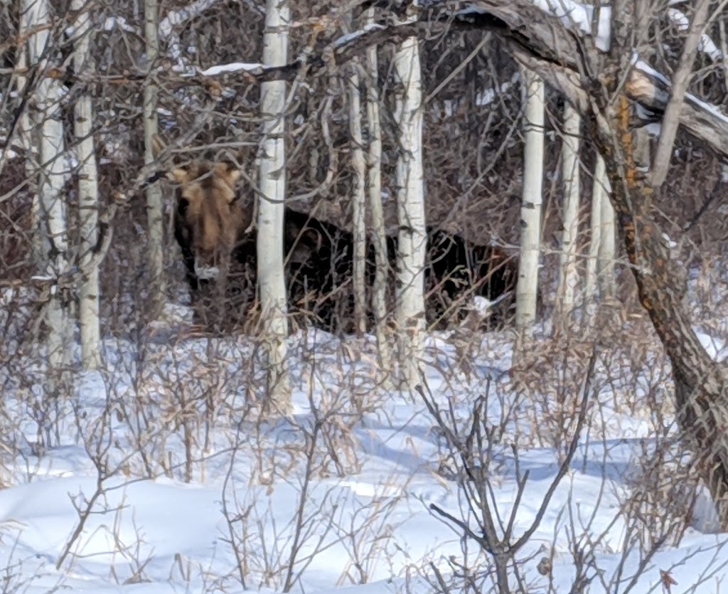 Riverlot 56 Natural Area | Poundmaker Rd, St. Albert, AB, Canada