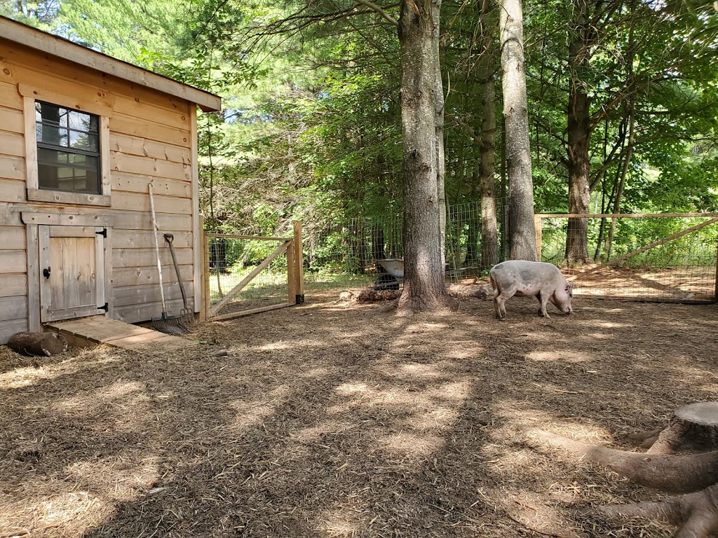 The Pigs of Pearly Acre | 618 Golf Course Rd, Lakefield, ON K0L 2H0, Canada | Phone: (647) 966-4931