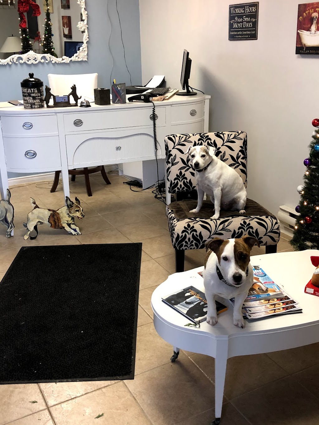 Posh Puppy Salon | 55 Townline, Orangeville, ON L9W 1V3, Canada | Phone: (519) 941-2646