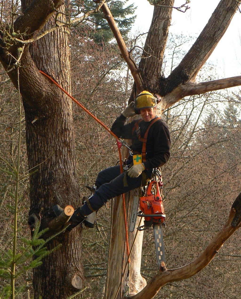 Budget Tree Services Ltd | 8946 Clarkson Ave, Black Creek, BC V9J 1B2, Canada | Phone: (250) 204-1327