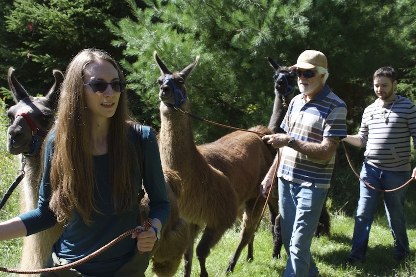 Serendipity Farm and Sanctuary - Alpacas & Llamas | 929 S Lavant Rd, Lanark, ON K0G 1K0, Canada | Phone: (613) 259-3304