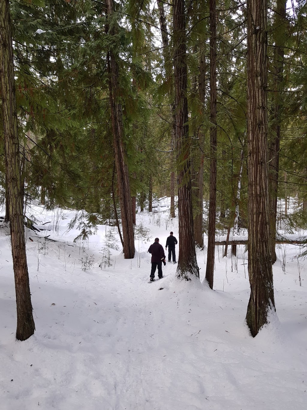 Rose Swanson Hiking Trails | Chamberlaine Rd, Armstrong, BC V0E 1B4, Canada