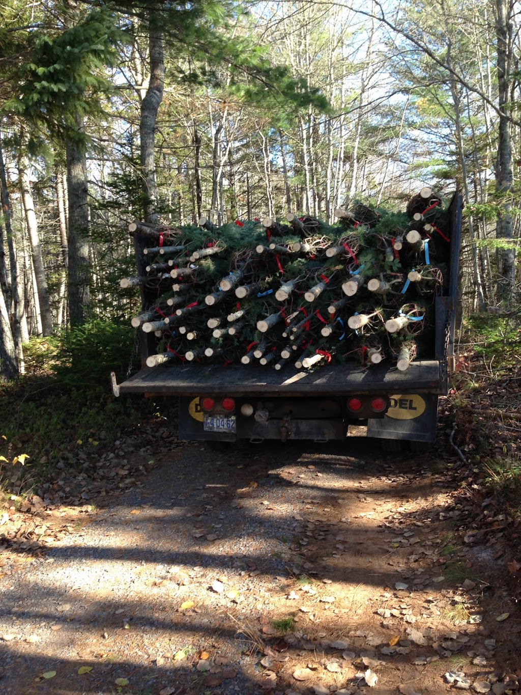 LJKR Balsam Fir Christmas Tree Farm | 372 Schofield Rd, Wolfville, NS B4P 2R2, Canada | Phone: (902) 542-5182