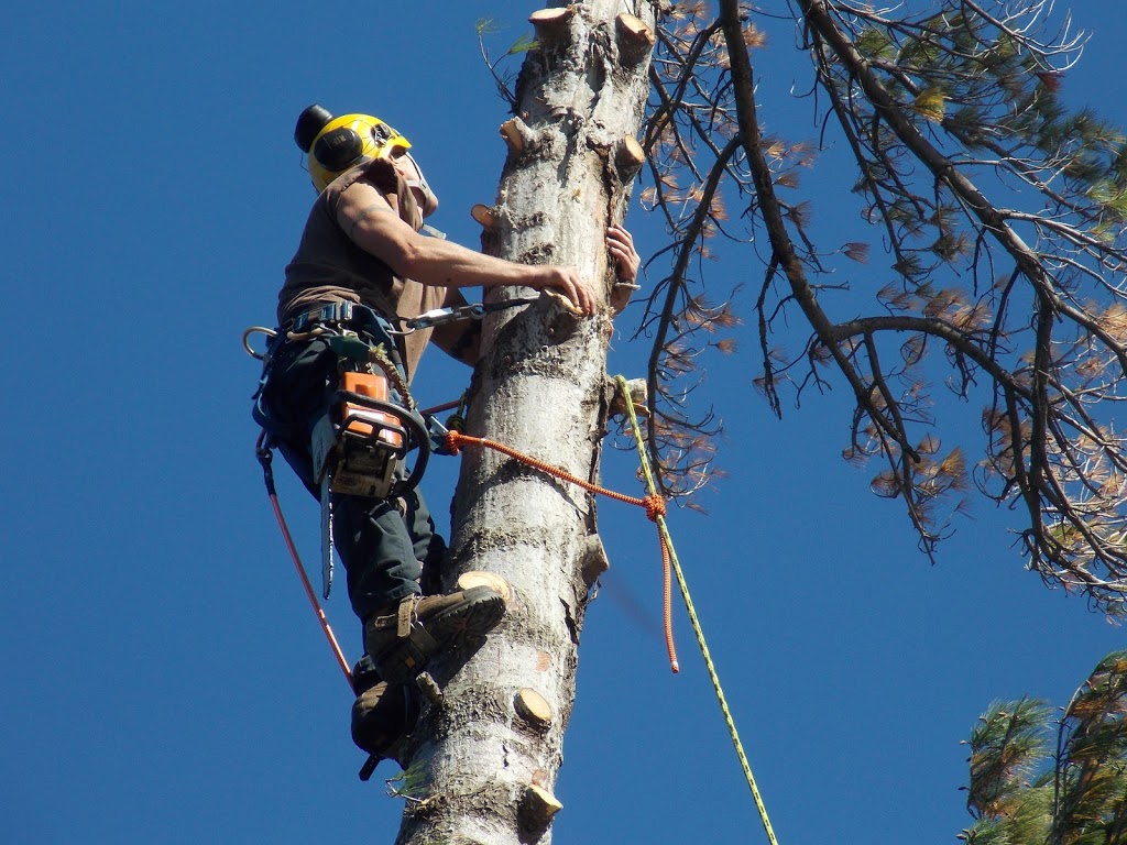 Muskoka Lakes Tree Service | 1124 Skeleton Lake 3 Rd, Utterson, ON P0B 1M0, Canada | Phone: (705) 641-9223