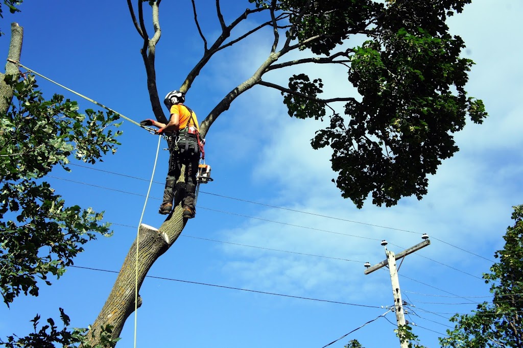 Wright Tree Service | 1265 Kingston Ave, Ottawa, ON K1Z 8K8, Canada | Phone: (613) 898-0698