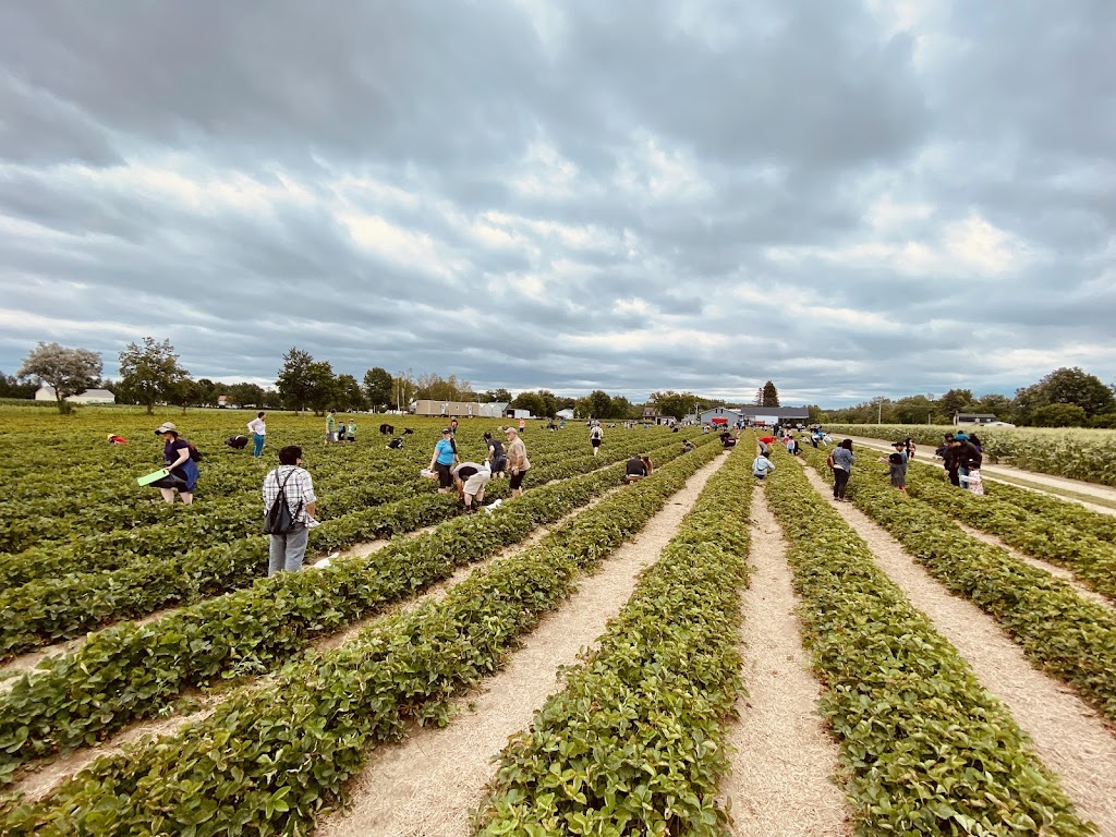 Ferme Marineau | 4356 Bd Dagenais O, Laval, QC H7R 1L5, Canada | Phone: (450) 689-9792